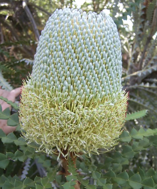 Showy Banksia