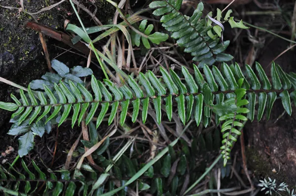 Sickle Fern