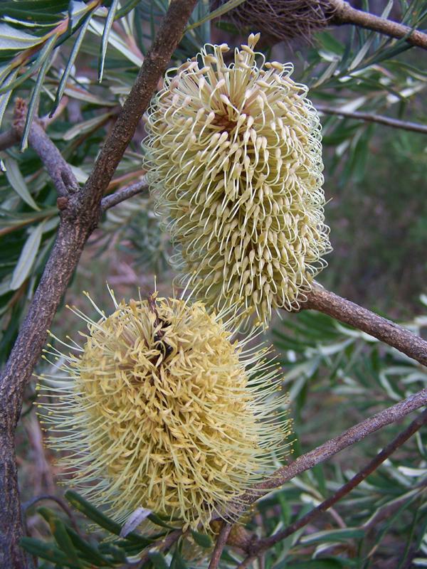 Silver Banksia