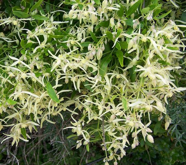 Small leaved Clematis