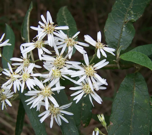 Snowy Daisy-bush