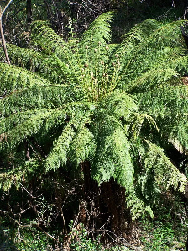 Soft tree fern