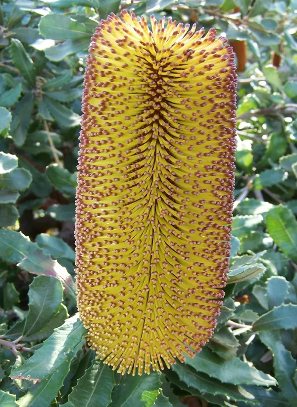 Southern-plains Banksia