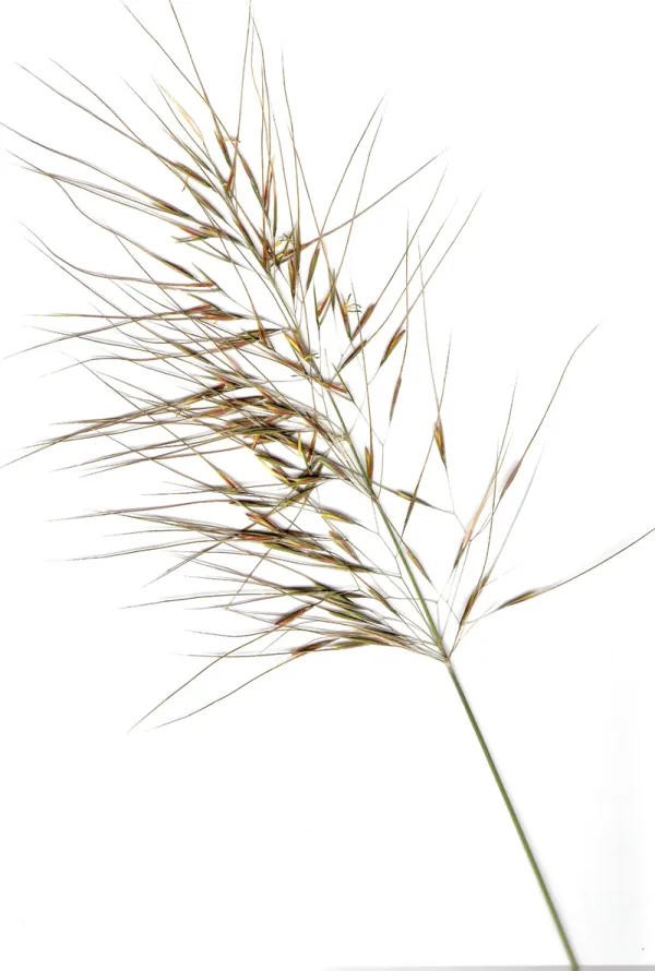 Spear Grass