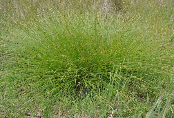 Strand Sedge