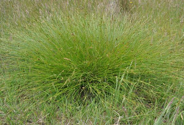 Strand Sedge