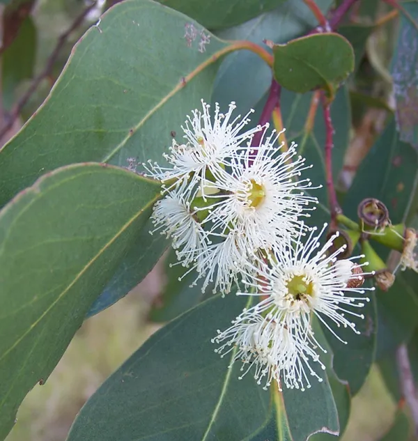 Swamp Gum