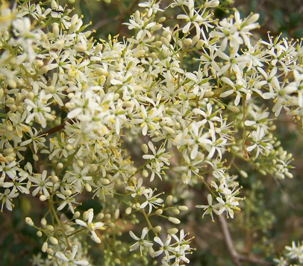 Sweet Bursaria