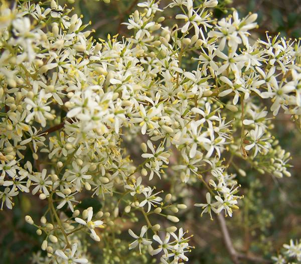 Sweet Bursaria