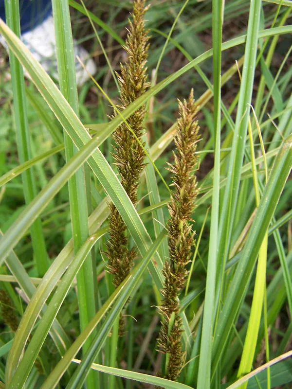 Tall Sedge