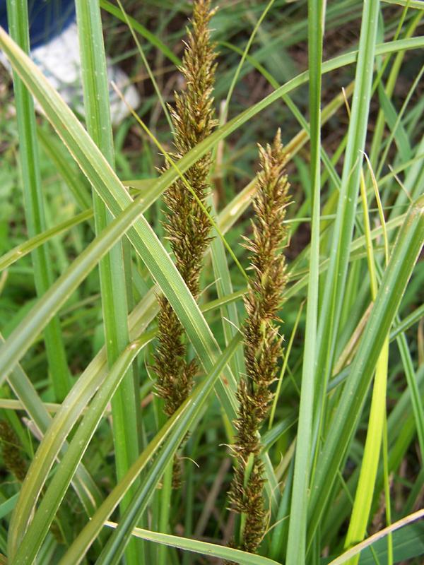 Tall Sedge