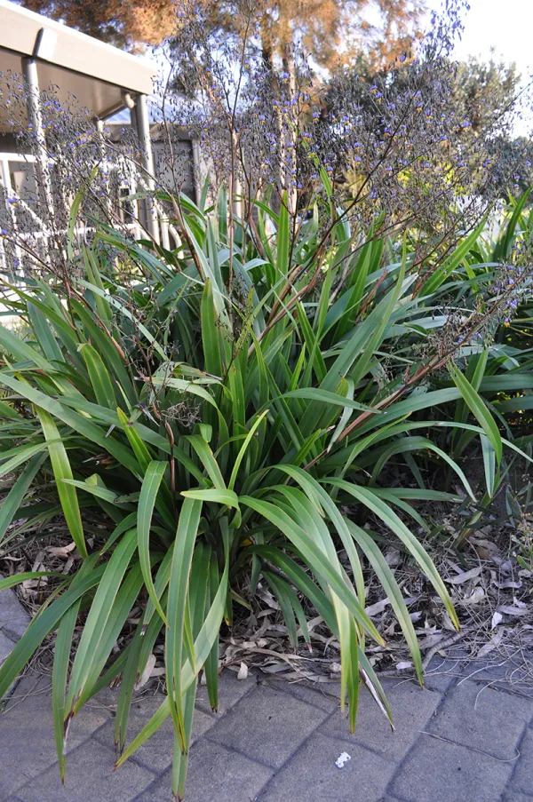 Dianella tasmanica