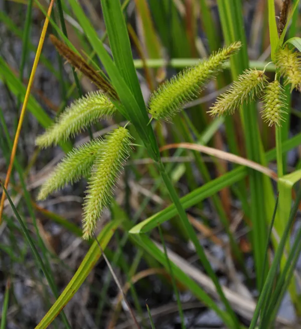 Tassel Sedge