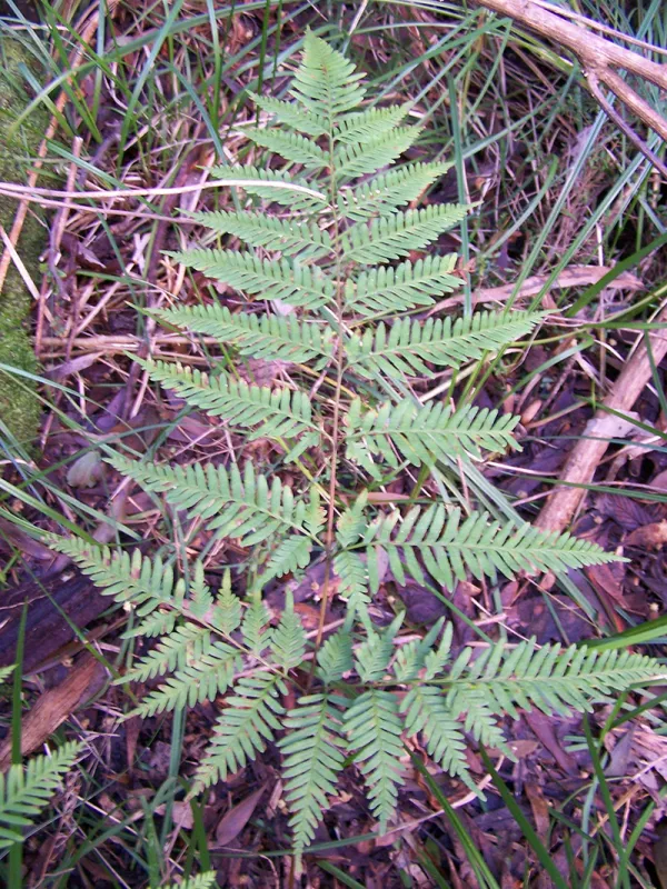 Tender Brake Fern