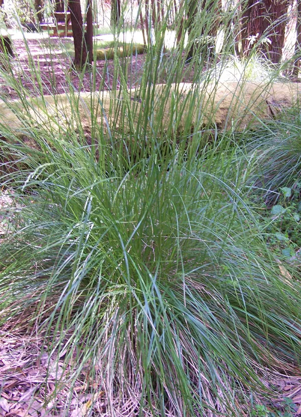 Tussock Grass