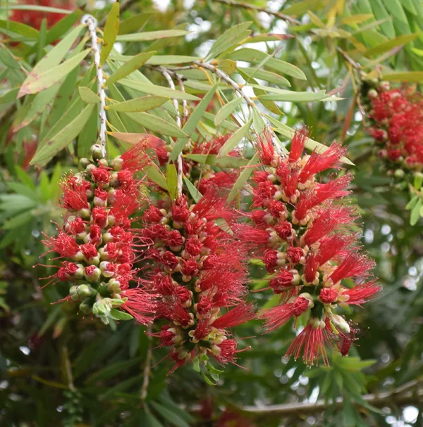 Weeping Bottle-brush