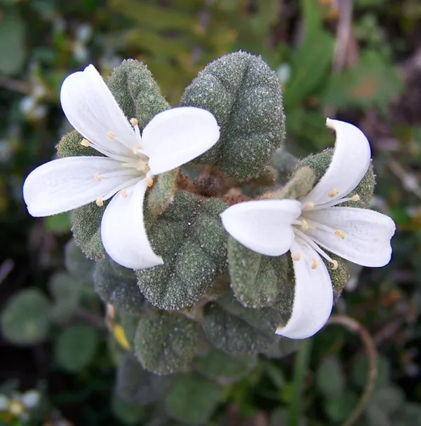 White Correa