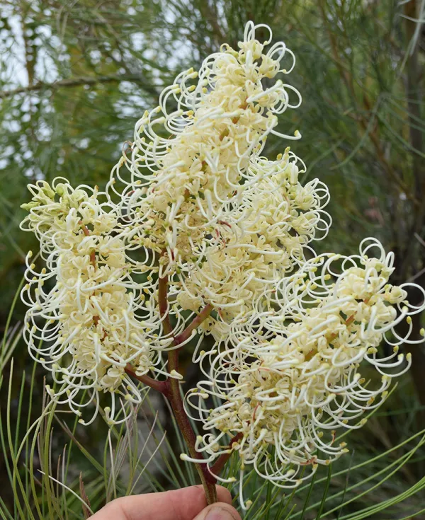 White-plumed Grevillea