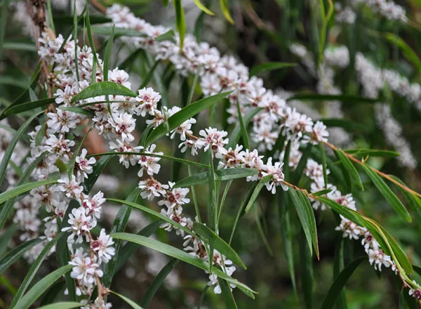 Willow Myrtle