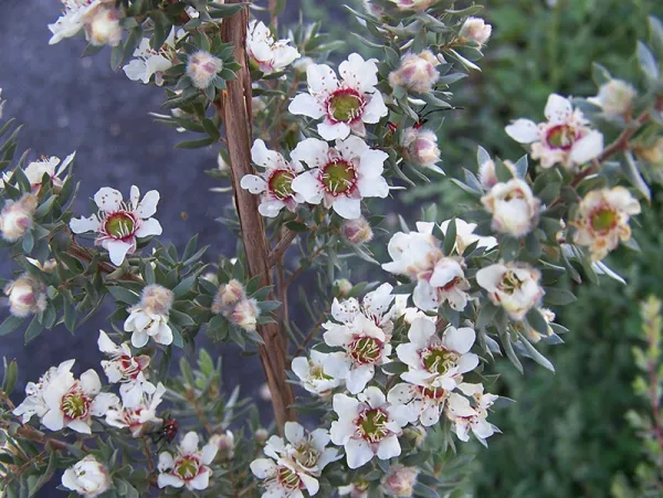 Woolly Tea-tree