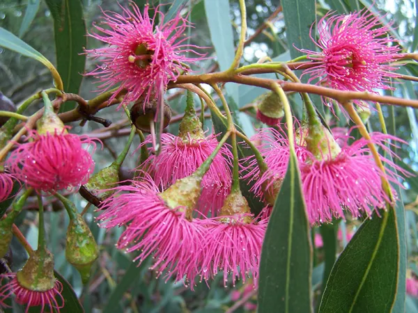 Yellow Gum