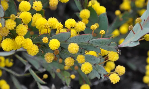 Flat Leaf Wattle
